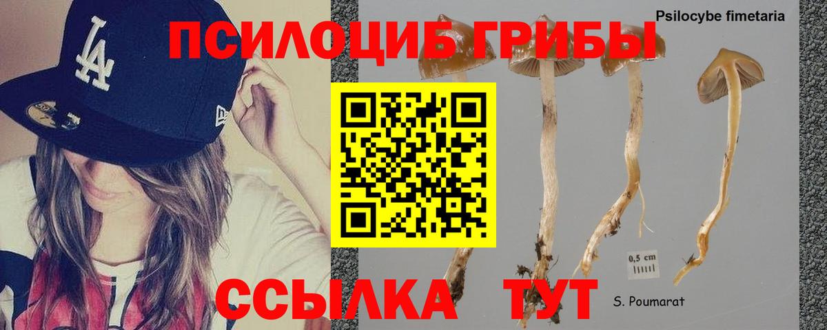 Галлюциногенные грибы Psilocybine cubensis Магнитогорск